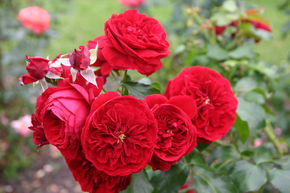 Rosier Rotk�ppchen�