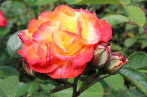 Rosier Rumba�