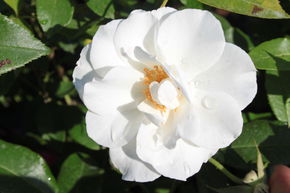 Rosier 'Schneewittchen'