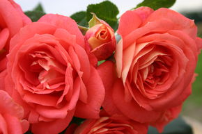 Rosier 'Soleil d'�t�'