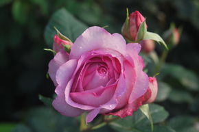 Rosier 'Souvenir de Louis Amade�'