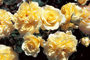 Rosier 'Sterntaler�'