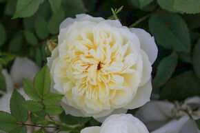 Rosier 'The Country Parson�'