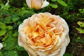 Rosier 'The Lady Gardener�'