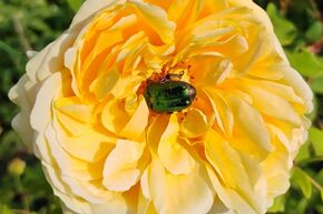 Rosier 'The Poet's Wife'