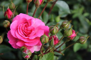 Rosier Tom Tom