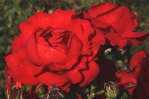 Rosier 'Ulmer M�nster'