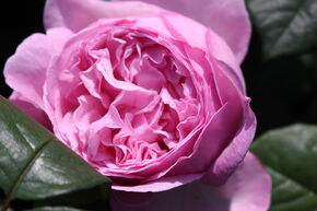 Rose Sense of Love� 'Unique Aroma'