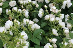 Rosier 'White Grootendorst'