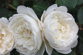 Rosier 'William and Catherine�'