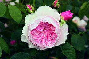 Rosier Wisley 2008�