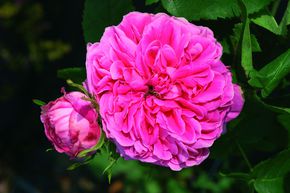 Rosier Yolande d'Aragon