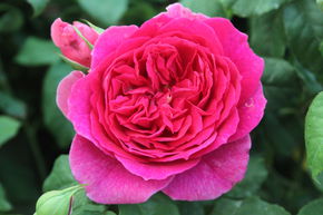 Rosier Young Lycidas�
