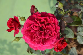 Rosier Zayed of Abu Dhabi�