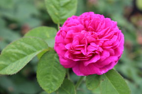 Rosier de Resht