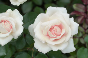 Rose Elvis�