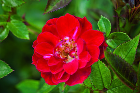 Rosier 'Fiery Pixie�'