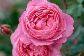 Rosier 'Raymond Blanc'