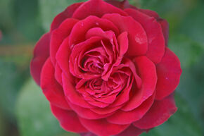Rose Ruby Kiss�