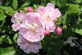 Rosier Roseasy� Pompadour