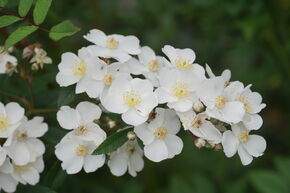 Rosier grimpant Roseasy� Birthday