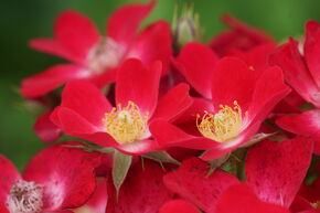 Rose Roseasy� Cardinal
