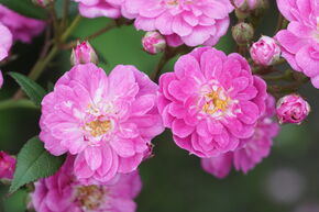 Rosier Roseasy� Fontana Geyser
