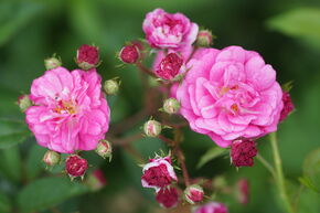 Rose Roseasy� Fontana Jet d'eau