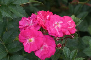 Rosier rosace grimpante Roseasy� Happy
