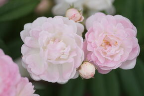 Rosier grimpant Roseasy� Herzlich (Cordialement)