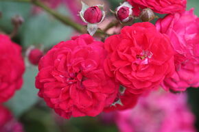 Rosier grimpant Roseasy� Just�