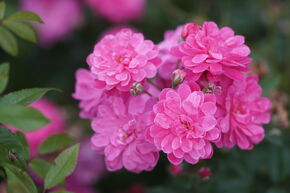 Rosier grimpant Roseasy� 'Willkommen' (Bienvenue)