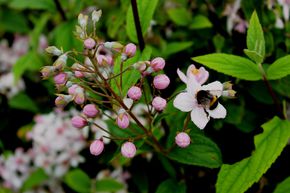 N�nuphar rose 'Mont Rose'