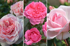 Massif de roses 'Duft und Nostalgie' (Parfum et nostalgie)