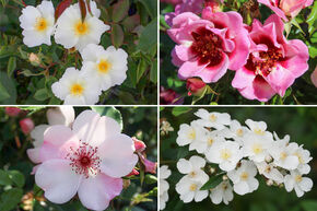 Massif de roses 'Einfach bienenfreundlich' (Tout simplement mellif�re)