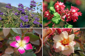 Massif de roses 'Einfach �berzeugend' (Tout simplement convaincant)