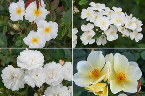 Massif de roses 'Einfach unwiderstehlich' (Tout simplement irr�sistible)