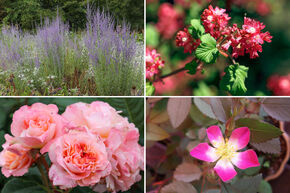 Massif de roses 'Fruchtfarbiges Edelrosen-Beet' (Parterre de roses hybrides aux couleurs fruit�es)