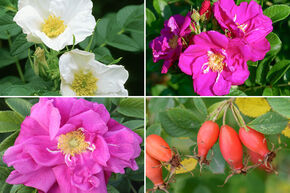 Massif de roses 'Hagebutten-K�che' (Cuisine aux cynorhodons)