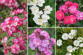 Massif de roses 'Hagebuttenschmuck f�r die Floristik' (D�coration florale aux cynorhodons)