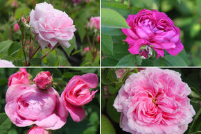 Massif de roses 'Duftende Zeitreise' (Voyage parfum� dans le temps)