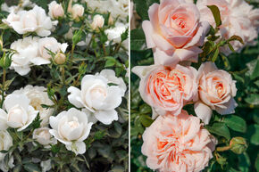 Massif de roses 'Kleines Rosenbeet' (Petit parterre de roses)