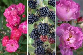 Massif de roses 'K�stlicher Rosenbogen' (Arc de roses d�licieux)