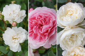 Massif de roses 'Romantisches Duftrosenbeet' (Parterre de roses parfum�es romantiques)