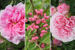 Massif de roses 'Schattiges Duftrosenbeet' (Parterre de roses d'ombre parfum�es)