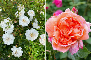 Massif de roses 'Sonniges Duftrosenbeet' (Massif de roses parfum�es ensoleill�)