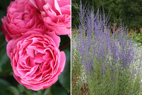 Massif de roses 'Wie Himbeer und Blaubeer' (Framboise et myrtille) et sauge d'Afghanistan