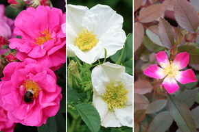 Lot de rosiers 'Rosenhecke f�r Insekten und V�gel' (Haie de rosiers pour les insectes et les oiseaux)
