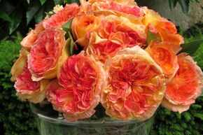 Rose 'Henri Delbard'�