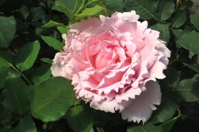 Rose 'Sophie Rochas'�